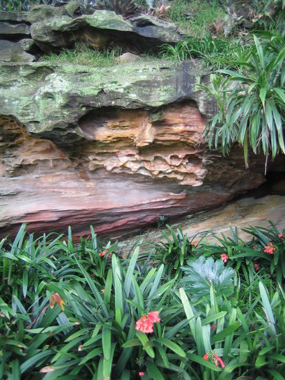 Nein, das ist nicht im Dschungel, es ist noch immer Sydney 