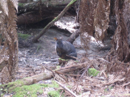 Pademelon - Verwandt mit den Wallabys