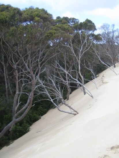 Hier sieht man wie die Duenen langsam aber sicher den Wald auffressen...traurig aber wahr.