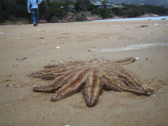 Das nenn' ich einen riessen Seestern! Das drumrum sind uebrigens noch riessen Muscheln...
