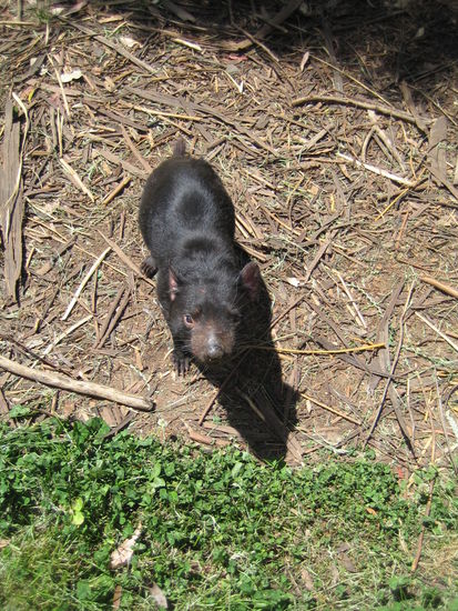 Ach ja und natuerlich der Tasmanische Teufel... suess...