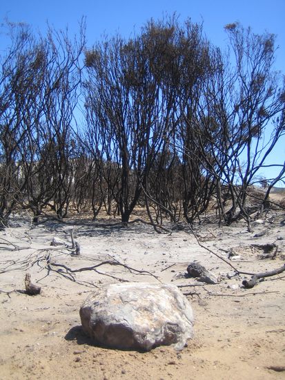 Auf dem Weg zum Strand:  ueberall kann man sehen, was die Buschfeuer hinterlassen haben...