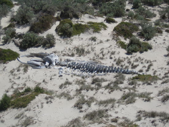 Hier ein Blauwal, bzw. das was von ihm uebrig blieb...