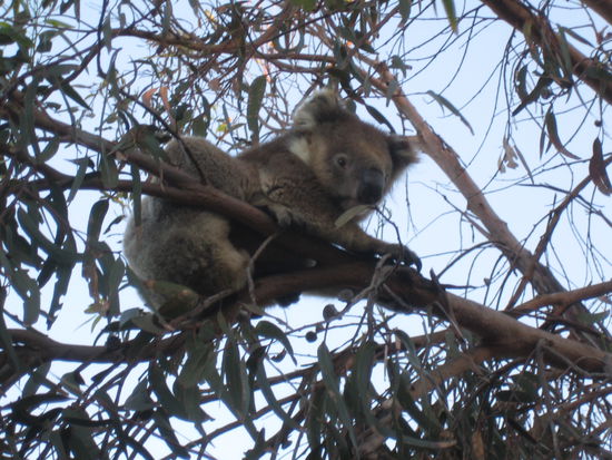 Einfach zu putzig und er hat nachts nicht mal laut geschnarcht!