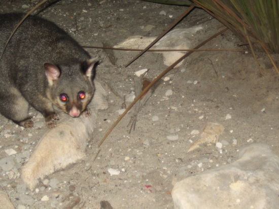 Ich musste auf gut Glueck abdruecken, deshalb ist mehr Boden als Tier zu sehen 