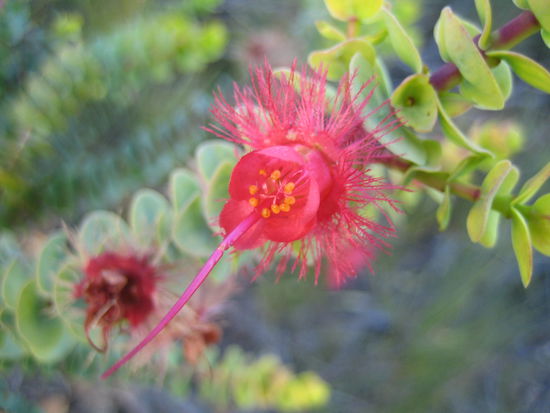 hmmmh fuer alle Planzenliebhaber nun ein paar Bilder.