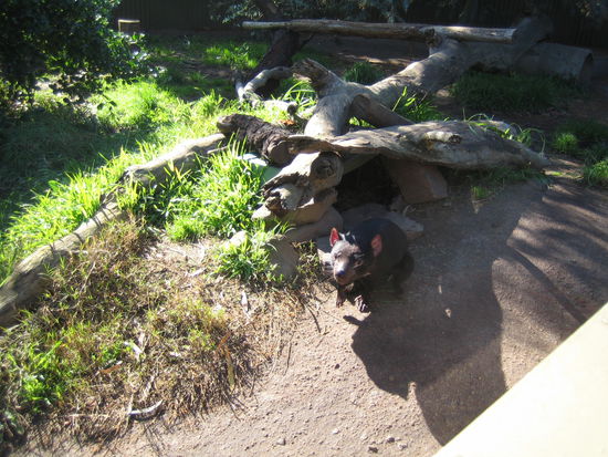 Tasmanian Devil