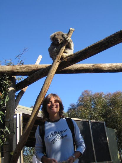 Koalas sind tatsaechlich fauler als Ich, juhu 