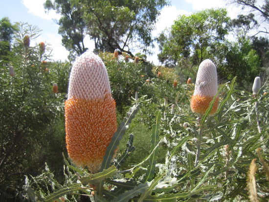 Obwohl es durch das Outback ging, verwunderten mich doch die bunt geschmueckten Baueme am Strassenrand: Gumtrees, die im Herbst bluehen ( Ja, bei uns wird es Herbst!)