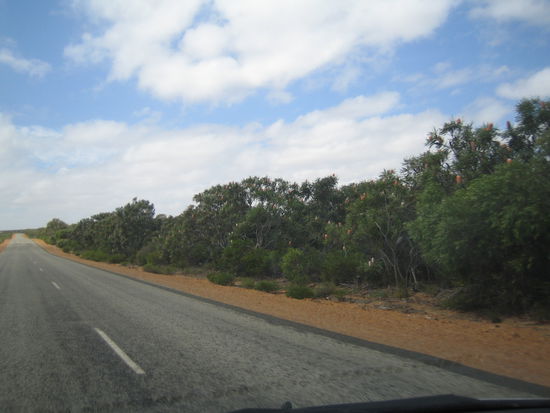 Rechts im Bild sieht man die Gumtrees, die die gerade Strasse saeumen...