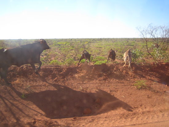 Und auch das ein typisches Bild: auf den verlassenen Strassen der Pilbarra, haben immer wieder wilde Kuehe und Wildpferde unsere Wege gekreuzt.. spannend spannend