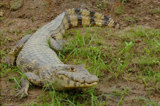 Grrr...Alligator in Anmarsch!