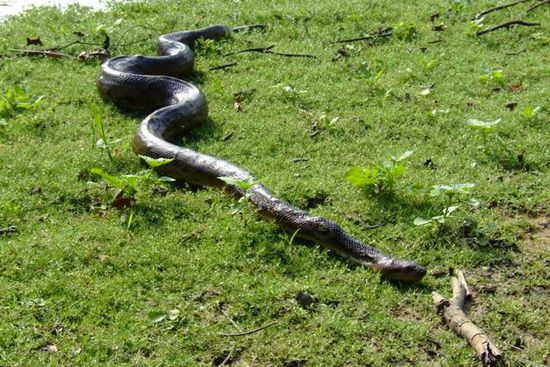 Die Anaconda schleicht davon!