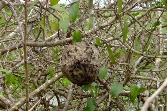 Bienennest im Gebuesch.