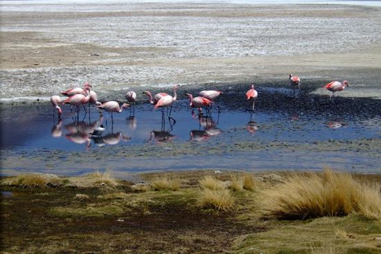 ...mit den ersten Flamingos.
