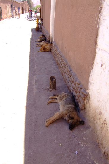 "Hundesiesta" im Schatten!