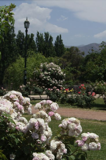 Im Rosengarten bluehen die Rosen in allen Farben!