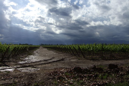 Die Weinreben nach dem Wolkenbruch.