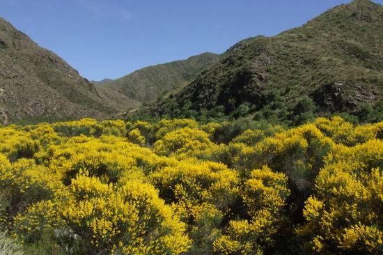 So wunderbar gelb bluehen die Buesche auf dem Weg nach Villavicencio.