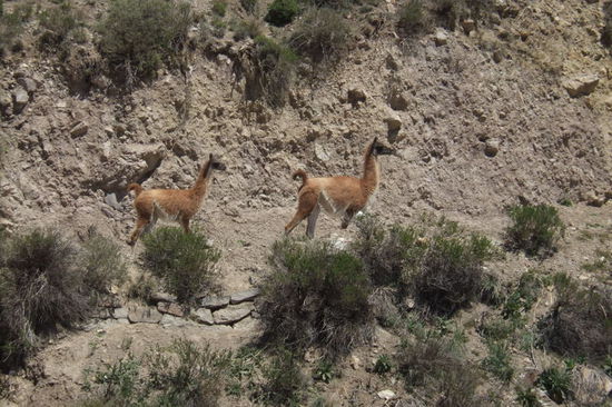 Wilde Lamas in den Anden.