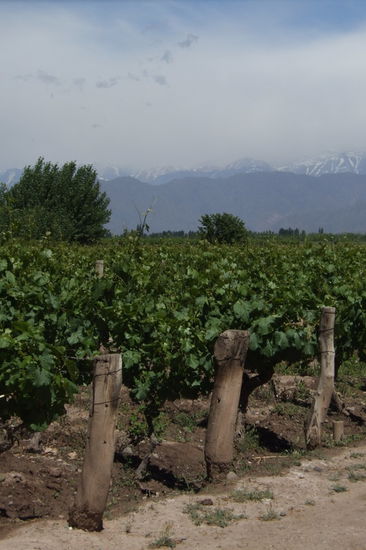 Auf dem Weg begegnen wir wieder grossen Weinrebenfeldern.