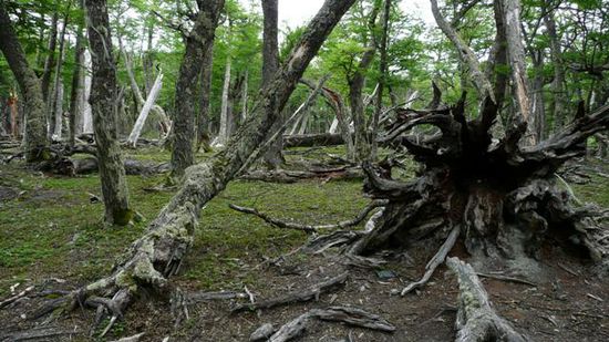 Der "Geisterwald"