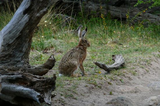 Wilder Hase in naechster Naehe!