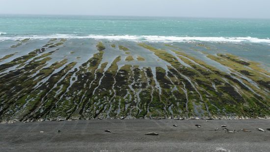 An diesem Strand raekeln sich hunderte von Seeelefanten.