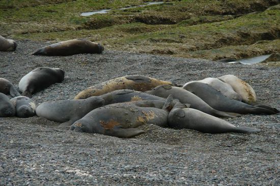 Die Seeelefanten liegen faul herum wie nach einem Saufgelage