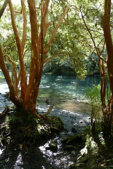 Im Nationalpark Vicente Perez Rosales.