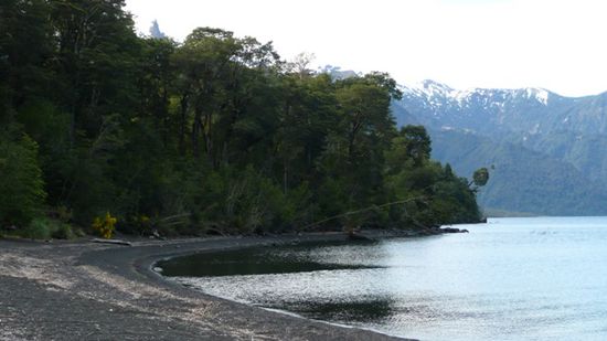 Der Urwald ragt bis in den See. (Lago de todos los Santos)