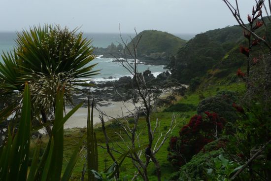 Im Mahurangi Regional Park.