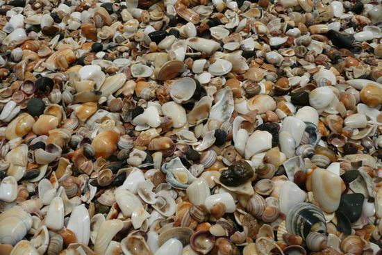 Der Strand besteht nur aus Muscheln, wahnsinn!!
