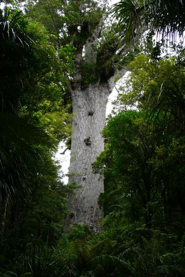 Der Tane Mahuta Giant.