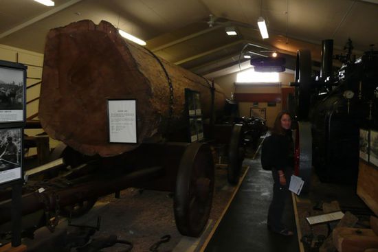 Im Kauri Museum.