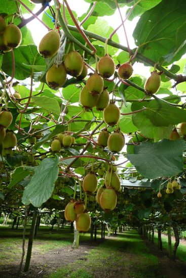 Und nochmals typisch: Kiwis!!