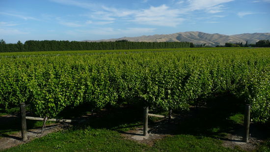 Weinreben um Blenheim.