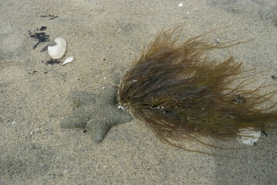 Ein Seestern im seichten Wasser.