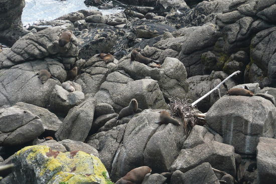 Hier sieht man die Seeloewenkolonie. Gut getarnt, nicht?