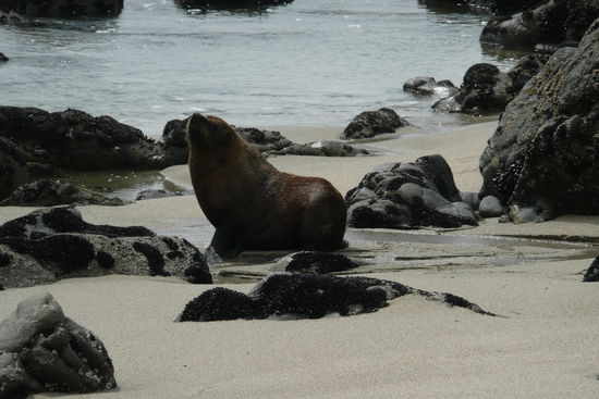 ...und da ist es uns (inkl.Seeloewe), etwas mulmig...(Dies war die erste Begegnung mit dem Bullen)