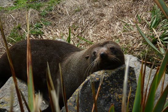 ...Mitten im Weg, doch das Weibchen ist uns etwas friedlicher gesinnt, und laesst uns leben... 