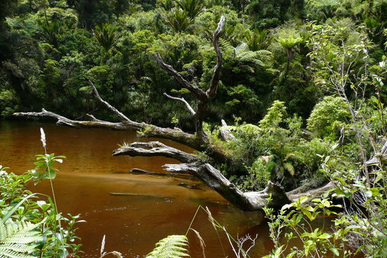 ...wie im Dschungelbuch. 