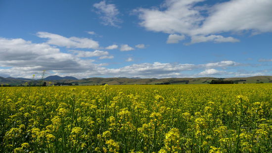 Gelbleuchtendes Rapsfeld auf dem Weg nach Dunedin.