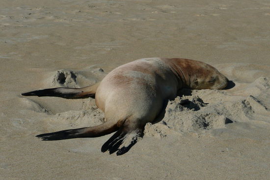 Der Seal aalt sich im warmen Sand...