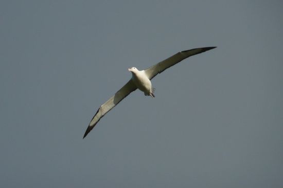 Der maechtige Albatross segelt durch die Luefte.
