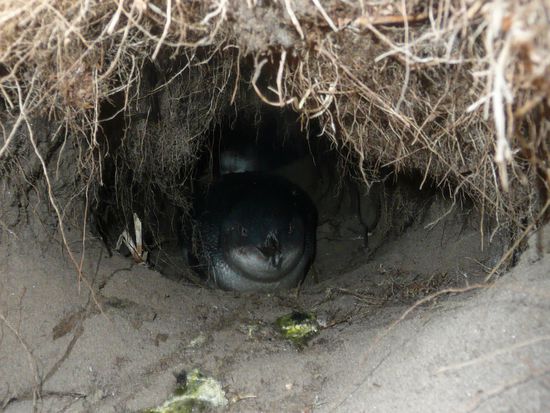 Der einzige little blue Pinguin, den wir richtig sahen. Hier sitzt er in seinem Nest.