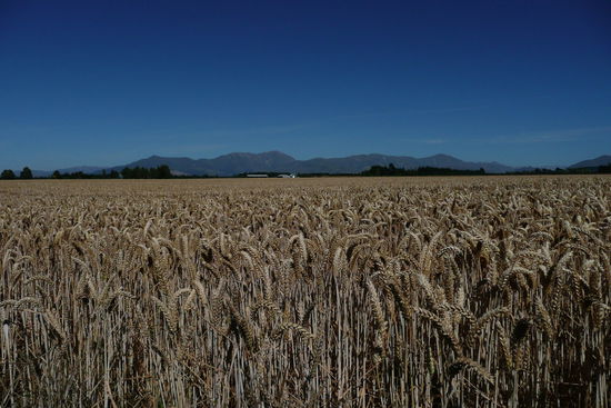 Gelbe Kornfelder saeumen hier einen grossen Teil der Landschaft