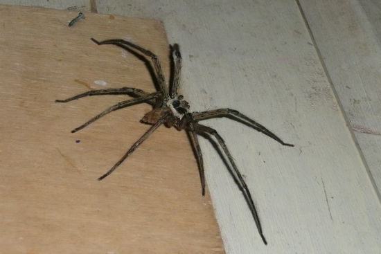 Zwei dieser furchterregenden Gaeste uebernachteten mit uns in unserem Zimmer.