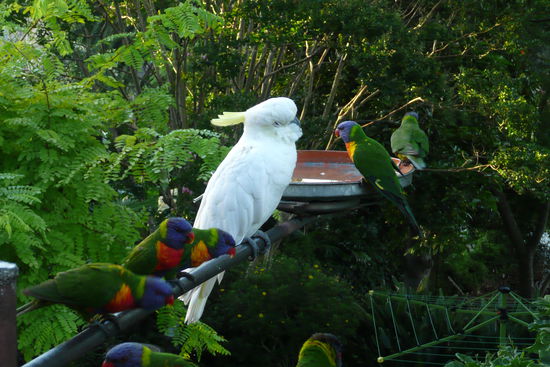 Papagei und exotische Voegel tummeln sich um den Futternapf.