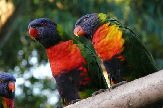 Sooo bunt sehen in Australien die Voegel aus!